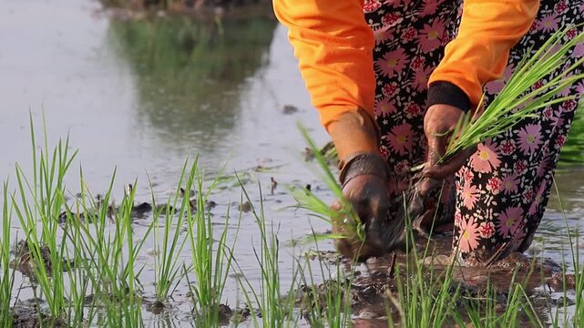 Asian female farmer planting young rice seedlings into a muddy flooded paddy field during planting season.