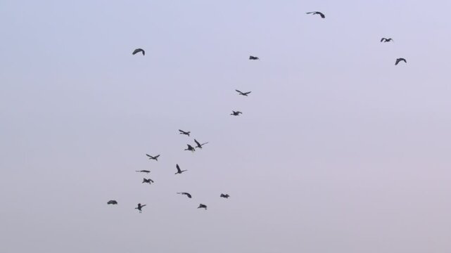 Flock of birds flying through a sunset sky in slow motion