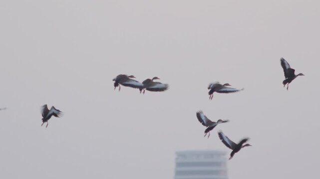 Flock of birds flying through a sunset sky in slow motion
