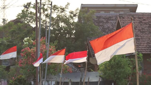 Indonesian red and white flags fluttering in the breeze on bamboo poles along a village street, celebrating the 81st or 81 Indonesian Independence Day.