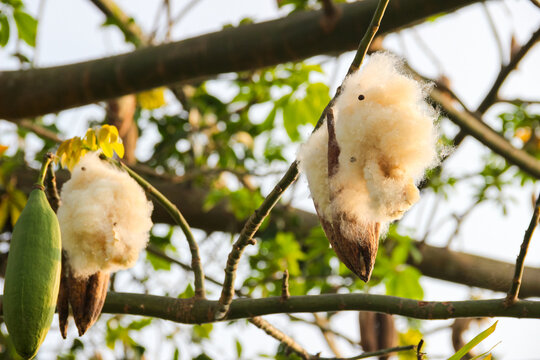 Ceiba pentandra pods hang from a tree branch