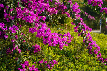 Vibrant purple bougainvillea flowers cascading over lush green foliage under bright sunlight creating a colorful natural garden scene perfect for travel or botanical themes. © Pernandi Imanuddin
