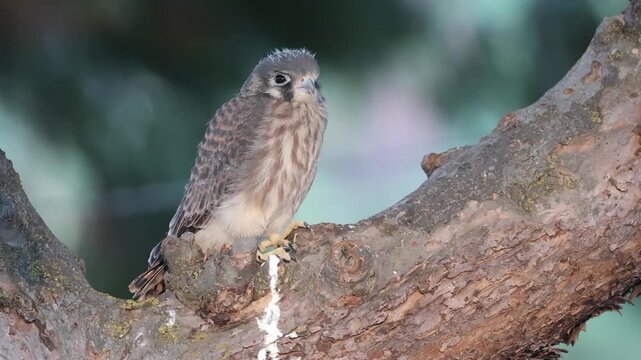 Female juvenile American kestrel (Falco sparverius) perched in a crabapple tree, blinking and turning head toward camera, northern California.