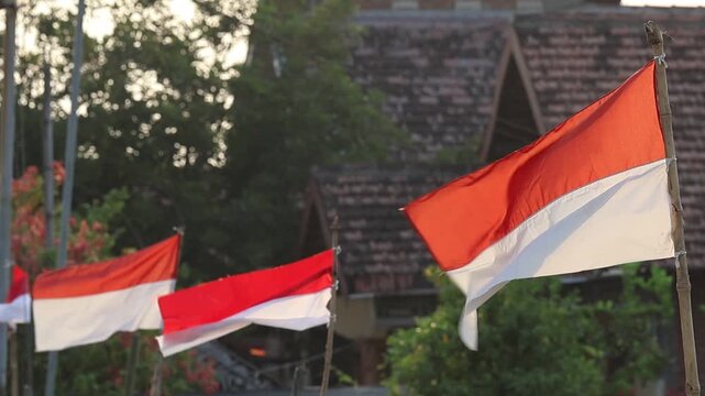 Indonesian red and white flags fluttering in the breeze on bamboo poles along a village street, celebrating the 81st or 81 Indonesian Independence Day.