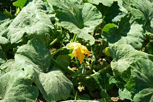 Yellow pumpkin flower blooming among green leaves in a garden