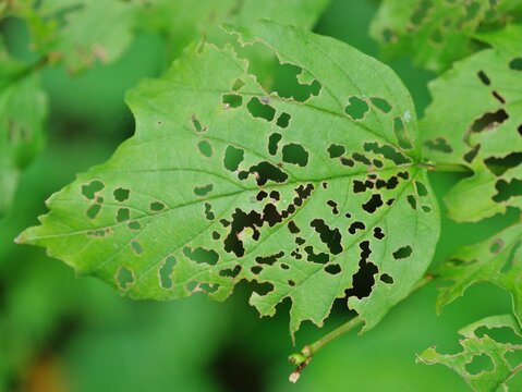 Blatt mit L&ouml;chern durch Blattfra&szlig;
