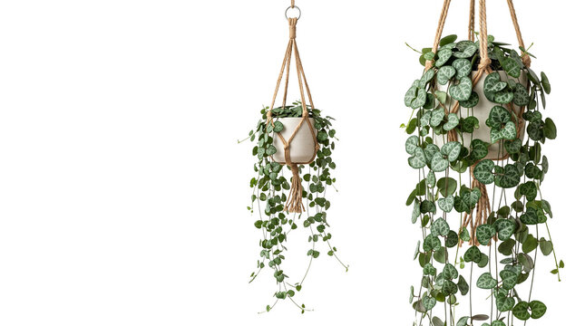 Bohemian macrame hanging planter with trailing string of hearts plant, decorative indoor ivy in woven rope holder, lush green houseplant isolated PNG with Transparent Background