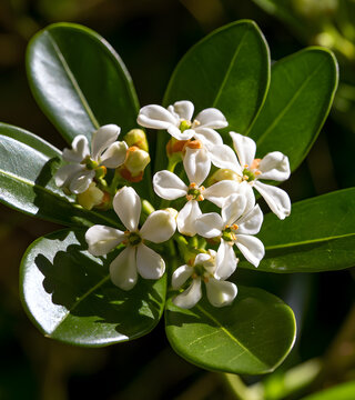 Viewing near the China or azarero (Pittosporum tobira) flowers, with green leaves, in a public city park garden