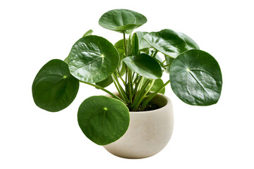 Obraz premium In an indoor gardening scene, a houseplant in a ceramic pot with green foliage and a tropical design forms the centerpiece against a transparent background