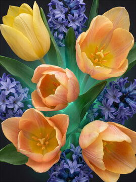 Vibrant Tulips and Purple Hyacinths
