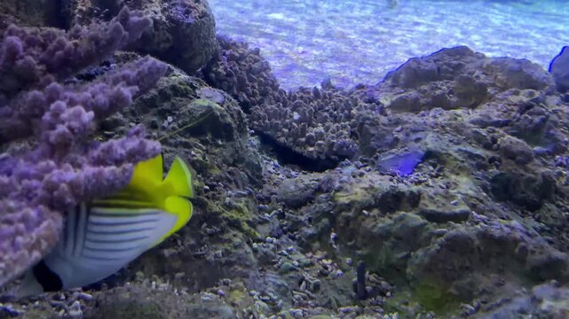 Reef bannerfish Heniochus acuminatus swimming above a rocky coral reef in a blue aquarium tank at the Israel Aquarium in Jerusalem, Israel