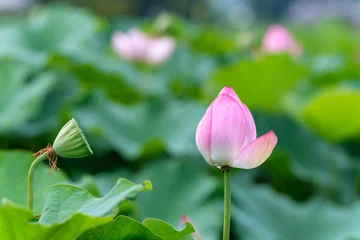 Fototapete Badezimmer A Beautiful Pink Lotus Flower Bud Blooming in Summer Pond with Green Leaves in Japan  © Kazutaka