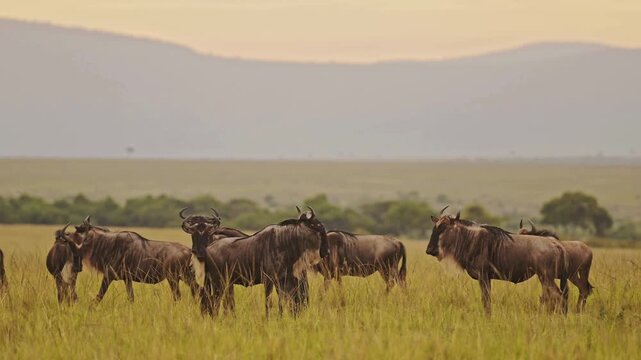 Wildebeest herd grazing in African savanna, wild blue wildebeest migration at sunset, majestic safari animals in golden grass