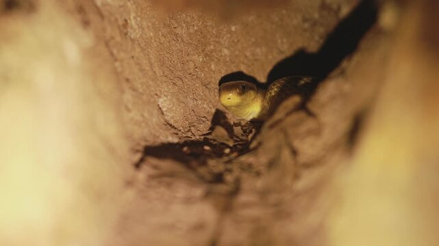 Hidden Aesculapian snake (Zamenis longissimus) watching from a tunnel bend, its yellow throat visible as it retreats into darkness