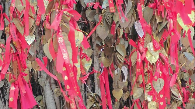 A golden Bodhi leaf inscribed with a prayer is tied to a real Bodhi tree with a golden ribbon as a symbol of faith, devotion, and heartfelt wishes.