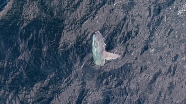 Breathtaking aerial view of a moonfish gliding through the Atlantic waters of Nova Scotia, Canada