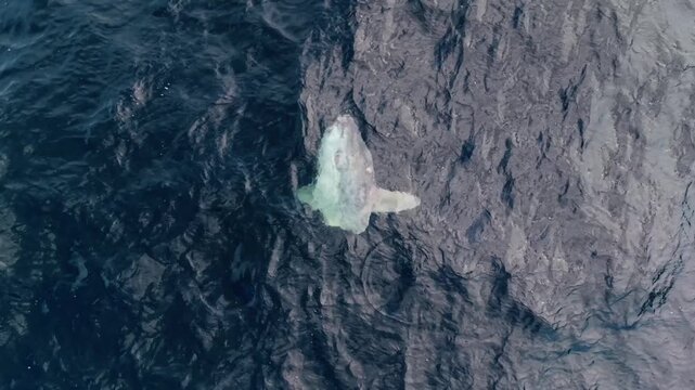 Majestic moonfish gliding over the deep blue waters of the Atlantic in Nova Scotia, Canada