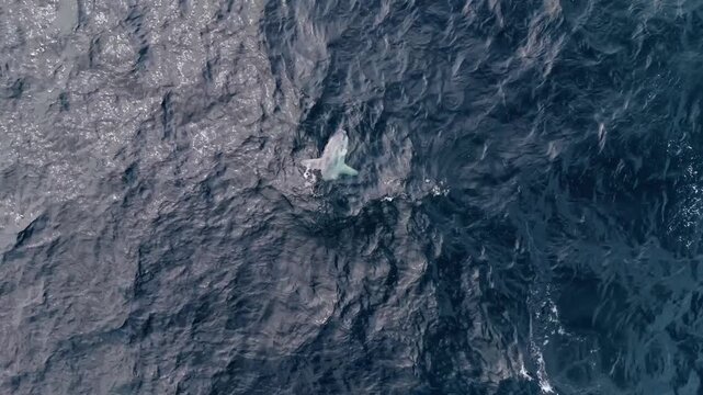 Discovering the enchanting moonfish gliding through the Atlantic Ocean off Nova Scotia's breathtaking coast