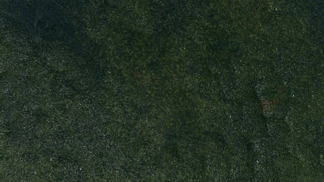 Aerial view of a dark, wet mossy rock or damp soil surface. This moody, dark green organic texture provides a grunge background representing damp natural environments and earthy terrains.