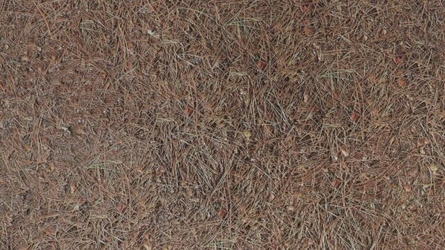 Close up shot of scattered dry pine needles and small organic debris on the ground. This natural texture illustrates a dry forest floor, ideal for nature backgrounds or earthy environmental themes.