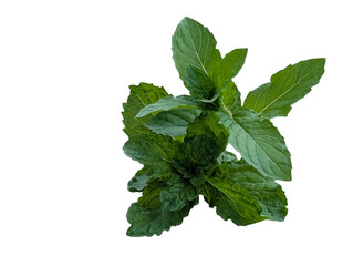 Fresh mint leaves bunch, aromatic green herb foliage, culinary garnish and tea ingredient isolated PNG with Transparent Background © Ali 