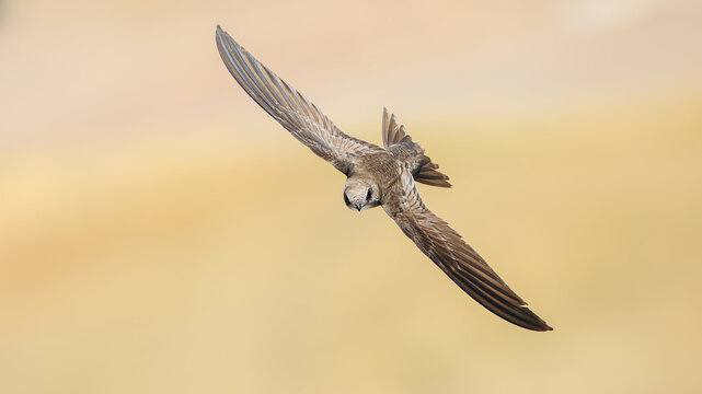 Ebabil Pallid Swift bird flying in sky	