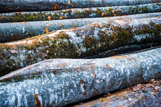 Close up of stacked logs with moss in forest