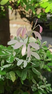 Close Up Variegated Leaves of Pithecellobium Dulce Variegata Plant in Sunlight