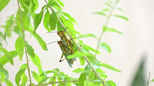 Pareja de saltamontes sudamericanos apare&aacute;ndose sobre hojas verdes en su h&aacute;bitat natural
