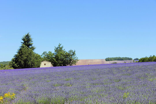 un champ de lavande sous un ciel bleu