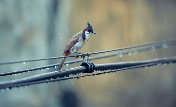 Red-whiskered Bulbul, perched on outdoor electrical pole wires during a rain shower. A common resident songbird in India, recognised by its tall black crest and red patch behind the eye (whisker).