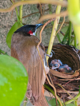 Adult Red-whiskered Bulbul perched vertically, looking after newly hatched chicks inside intricately woven nest. Bulbuls (pycnonotus jocosus) are resident songbird in India.