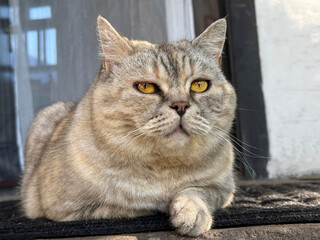 Calm cat is lying on the house doorstep © OLENA LIALINA