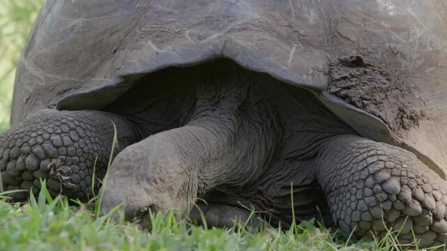 Slow motion close up shot Galapagos tortoise feeding on grass, Santa Cruz.