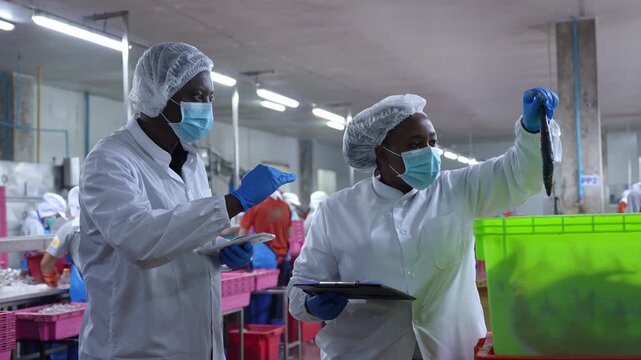 Professional workers inspectors in white lab coats and masks checking fresh fish quality in cold storage food factory, Technical staff monitoring fresh fish supply chain at industrial processing plant