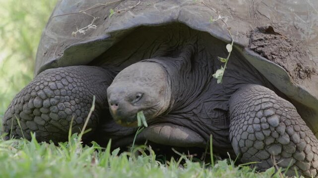 Slow motion close up shot Galapagos tortoise feeding on grass, Santa Cruz.