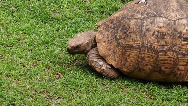 Leopard Tortoise (Stigmochelys pardalis) Grazing at the Nairobi National Museum