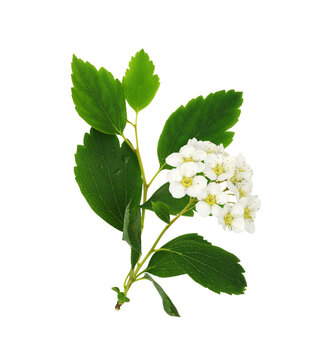 Spiraea chamaedryfolia with small white flowers and green leaves isolated on white or transparent background