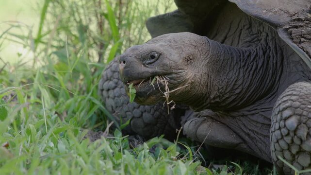 Slow motion close up shot Galapagos tortoise feeding on grass, Santa Cruz.
