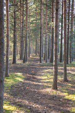 Walking on path between tall pine trees through summer forest. Footpath in woodland with green moss and fallen pine cones. Ecotourism. 
