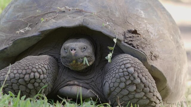 Slow motion close up shot Galapagos tortoise feeding on grass, Santa Cruz.