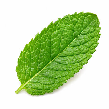 fresh green leaf