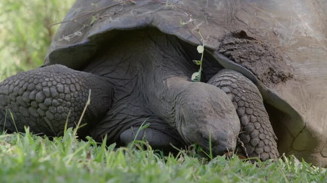 Slow motion close up shot Galapagos tortoise feeding on grass, Santa Cruz.