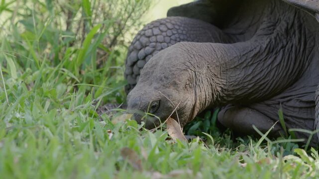 Slow motion close up shot Galapagos tortoise feeding on grass, Santa Cruz.