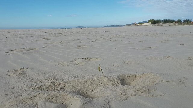 Wide sandy beach at barra de ibiraquera with coastal dunes
