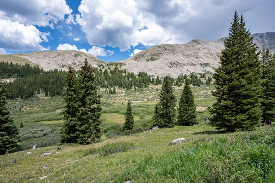 View of alpine meadows and evergreen forest from Mayflower Gulch Trail near Copper Mountain, Colorado under summer afternoon cloudscape.