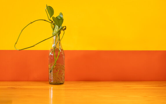 Minimalist background photo of one glass bottle with ivy growing out of it and root growth sitting on a table bright orange and yellow wall.
