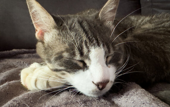 A grey cat rests comfortably, basking in warm sunlight. The cozy scene captures a peaceful moment during a lazy afternoon indoors. 