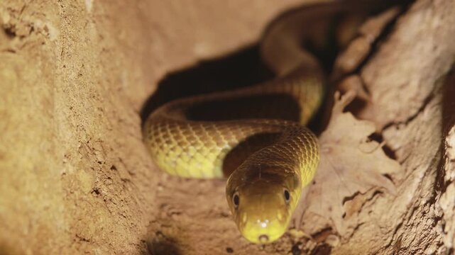 Aesculapian snake (Zamenis longissimus) displaying defensive behavior in an underground wood mouse burrow, extreme close-up