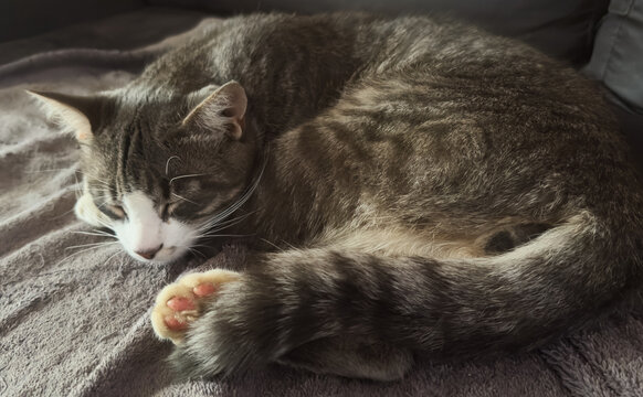 A grey cat rests comfortably, basking in warm sunlight. The cozy scene captures a peaceful moment during a lazy afternoon indoors. 